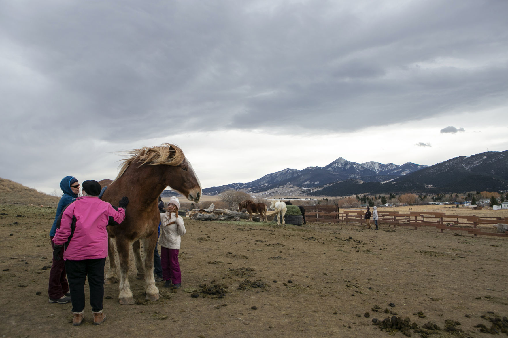 Exchange Draft Horse Sanctuary